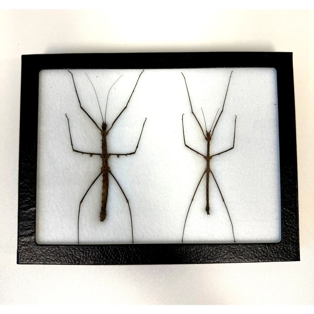 BicBugs Framed Preserved Pair of Walking Stick Insects Made in USA 8.25"x6.25"